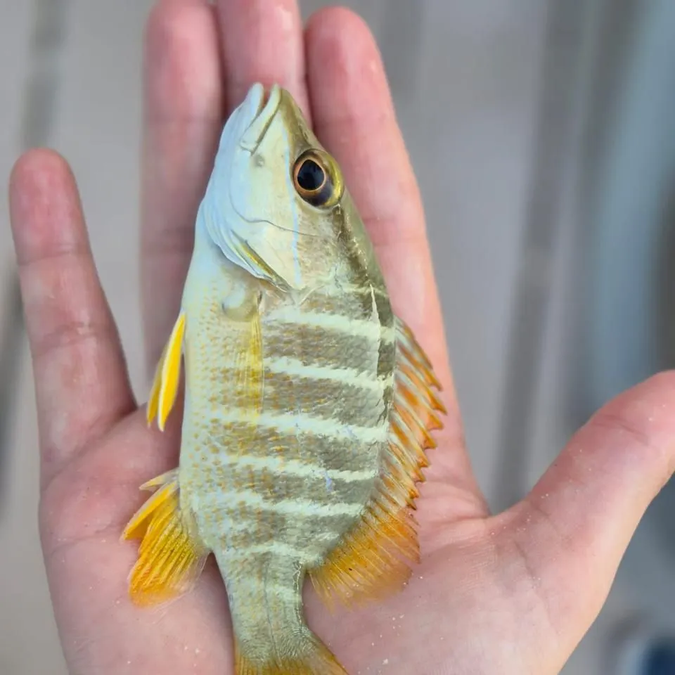 Schoolmaster snapper caught on Fishbrain