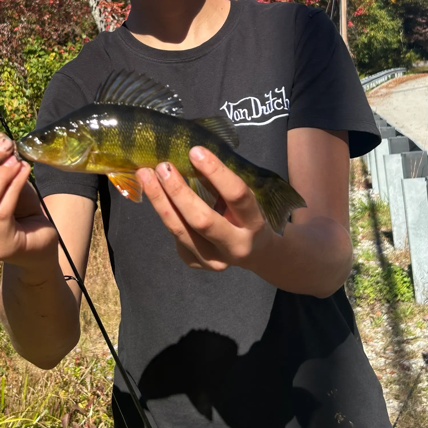 Yellow perch caught on Fishbrain