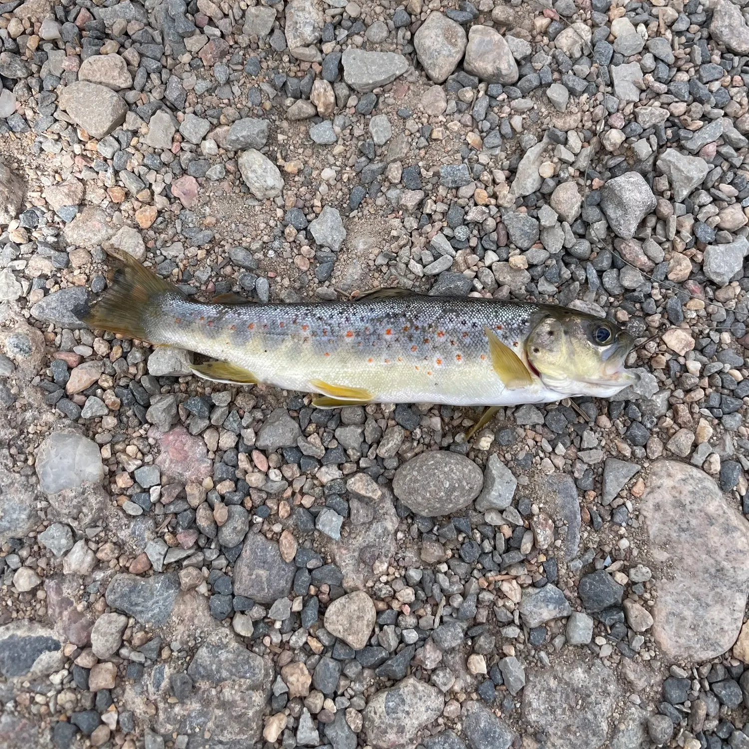 Brown trout caught on Fishbrain