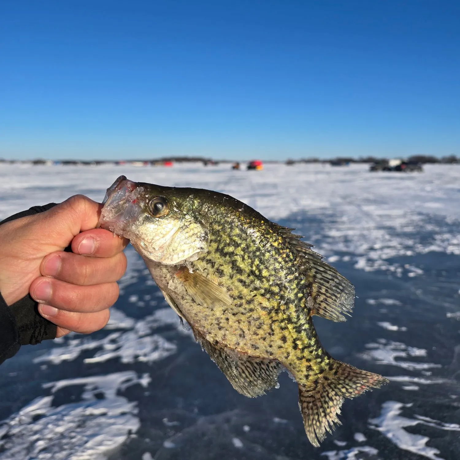 The most recent Black crappie catches on Fishbrain