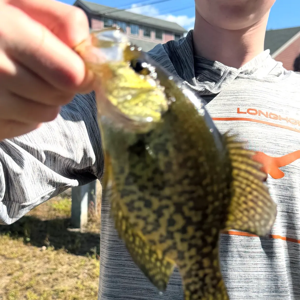 Black crappie caught on Fishbrain
