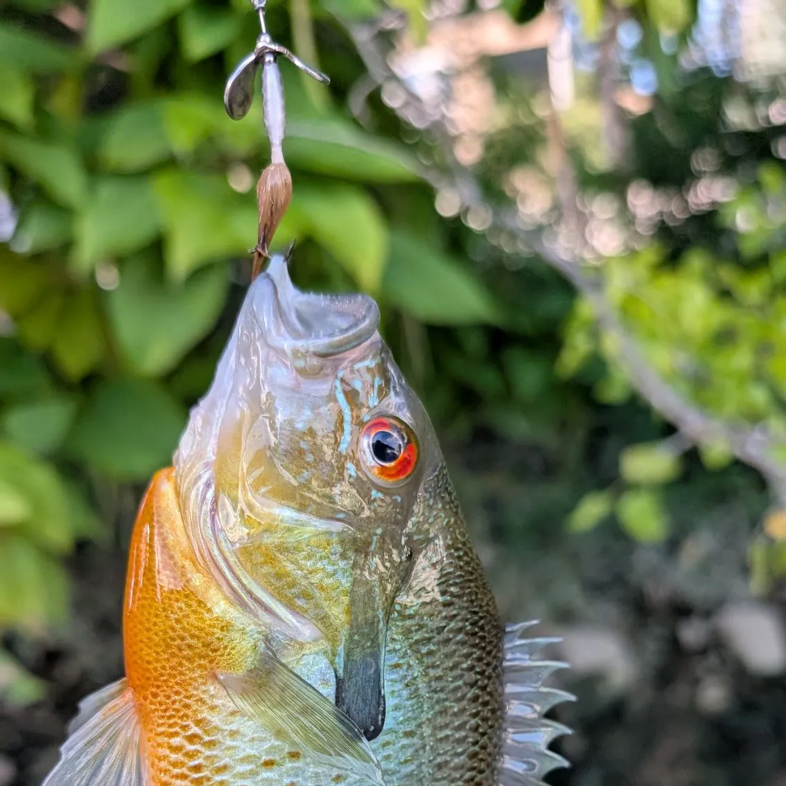 Redbreast sunfish caught on Fishbrain