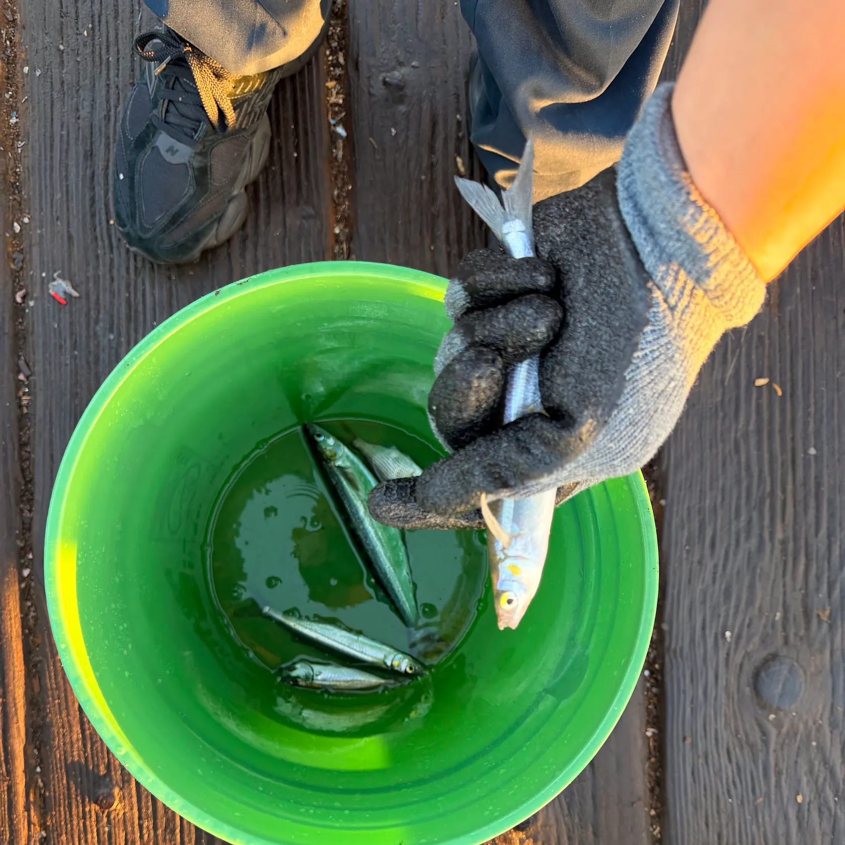 The most recent Topsmelt silverside catches on Fishbrain