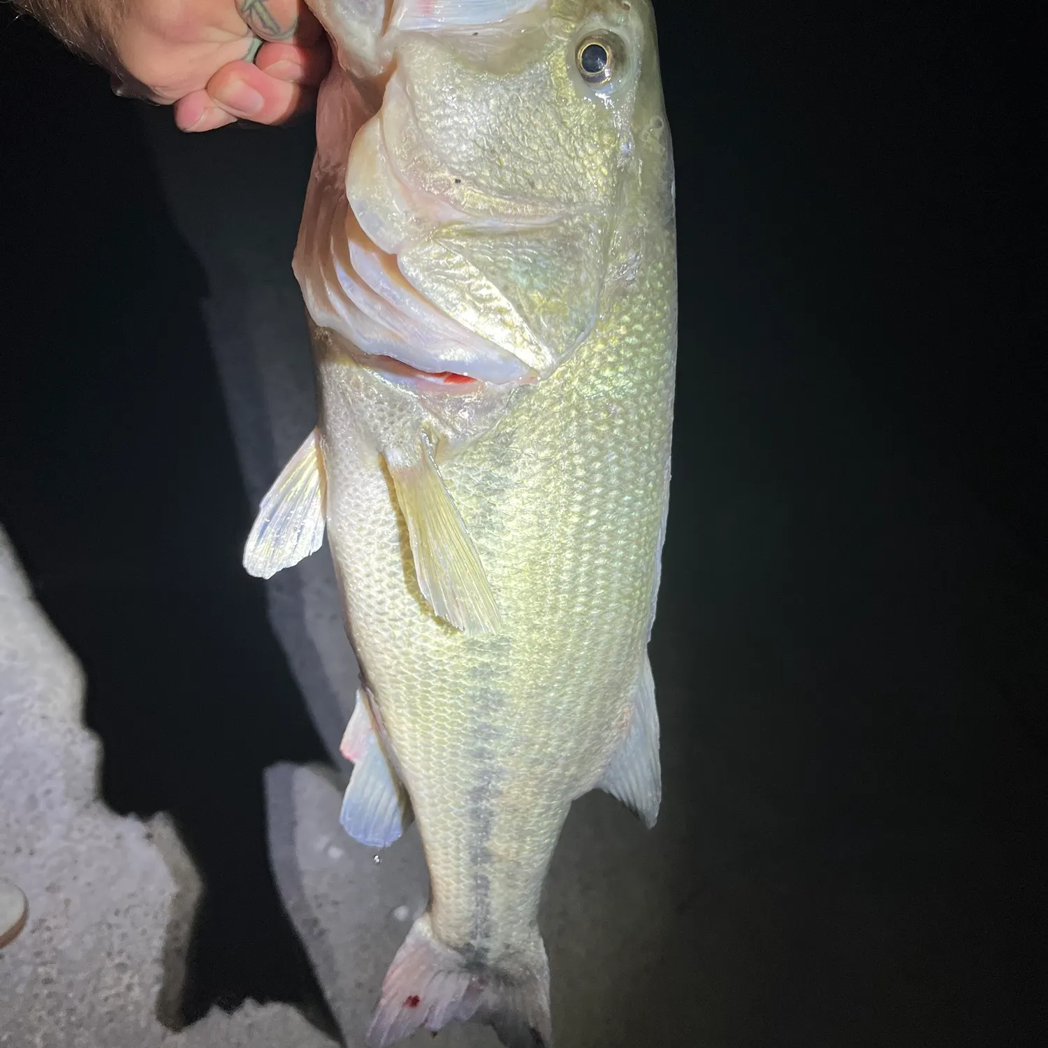Largemouth bass caught on Fishbrain