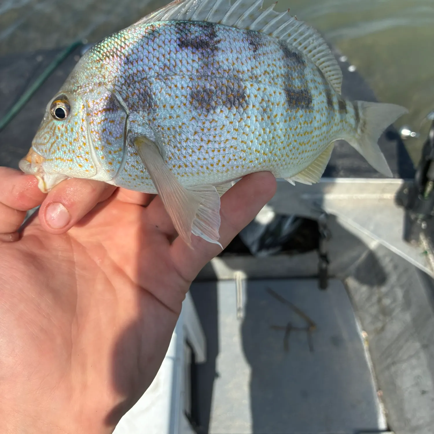 The most recent Pigfish catches on Fishbrain