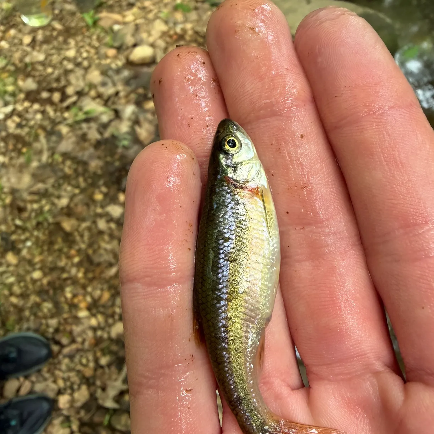 The most recent Rosyside dace catches on Fishbrain