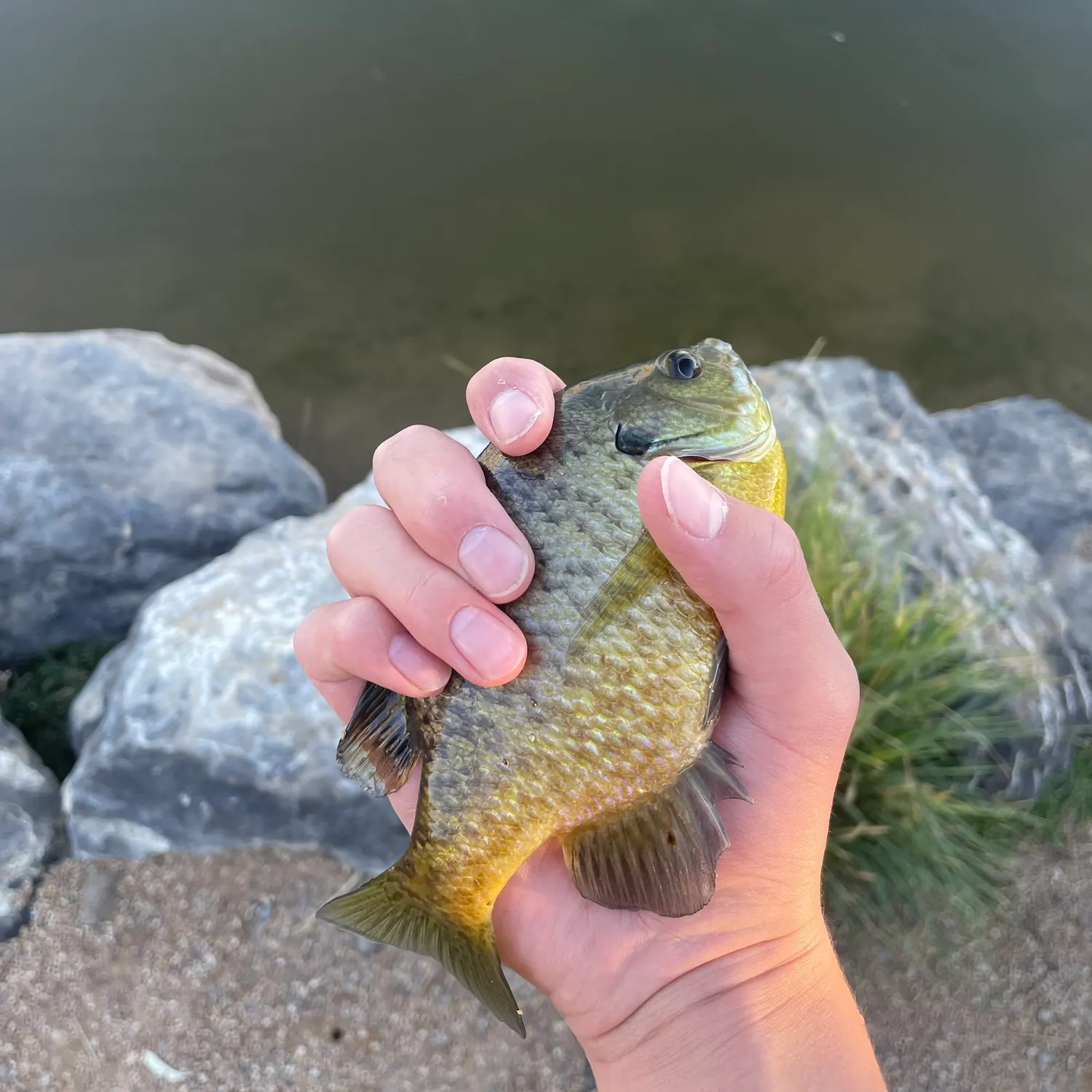 Green sunfish caught on Fishbrain