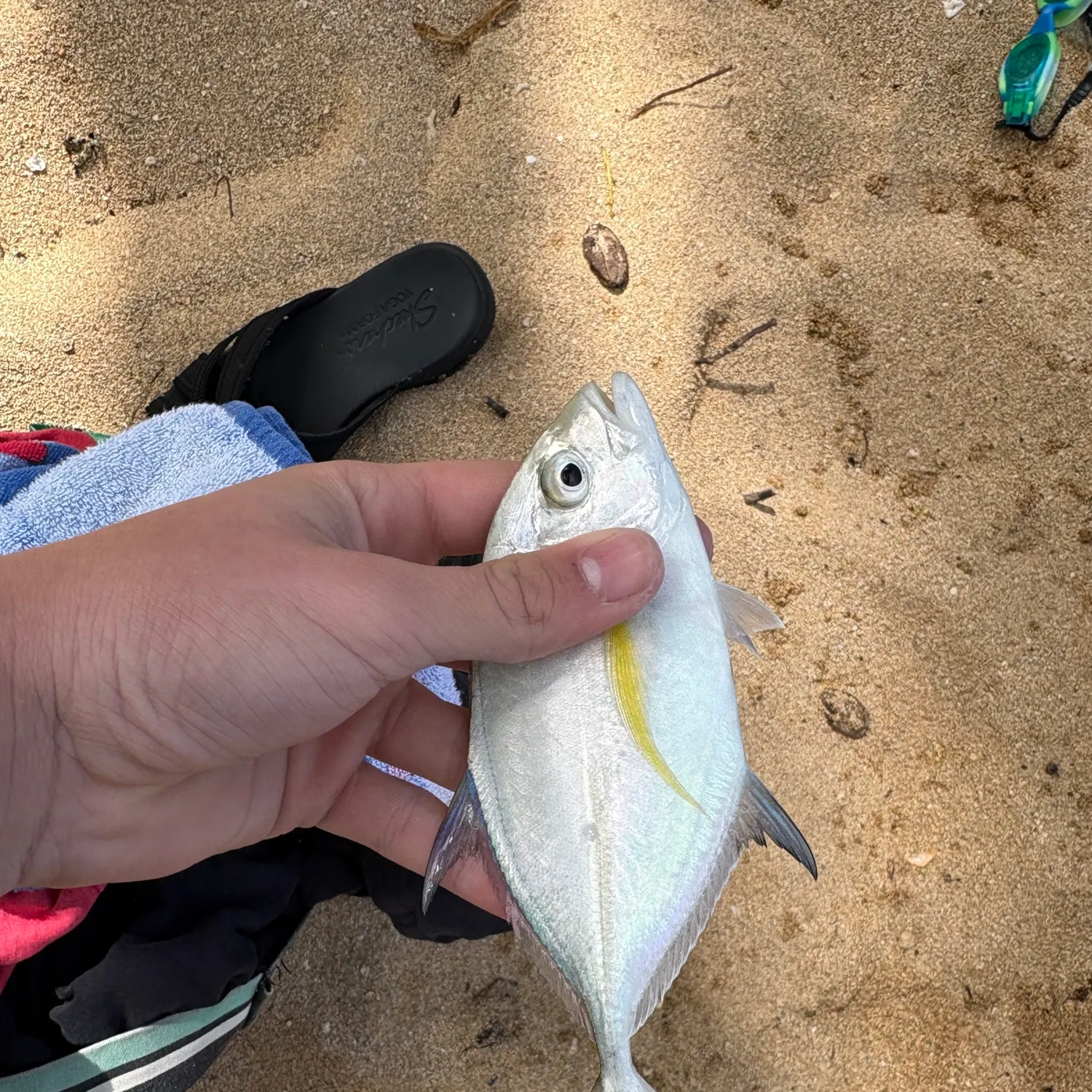 The most recent Bluefin trevally catches on Fishbrain