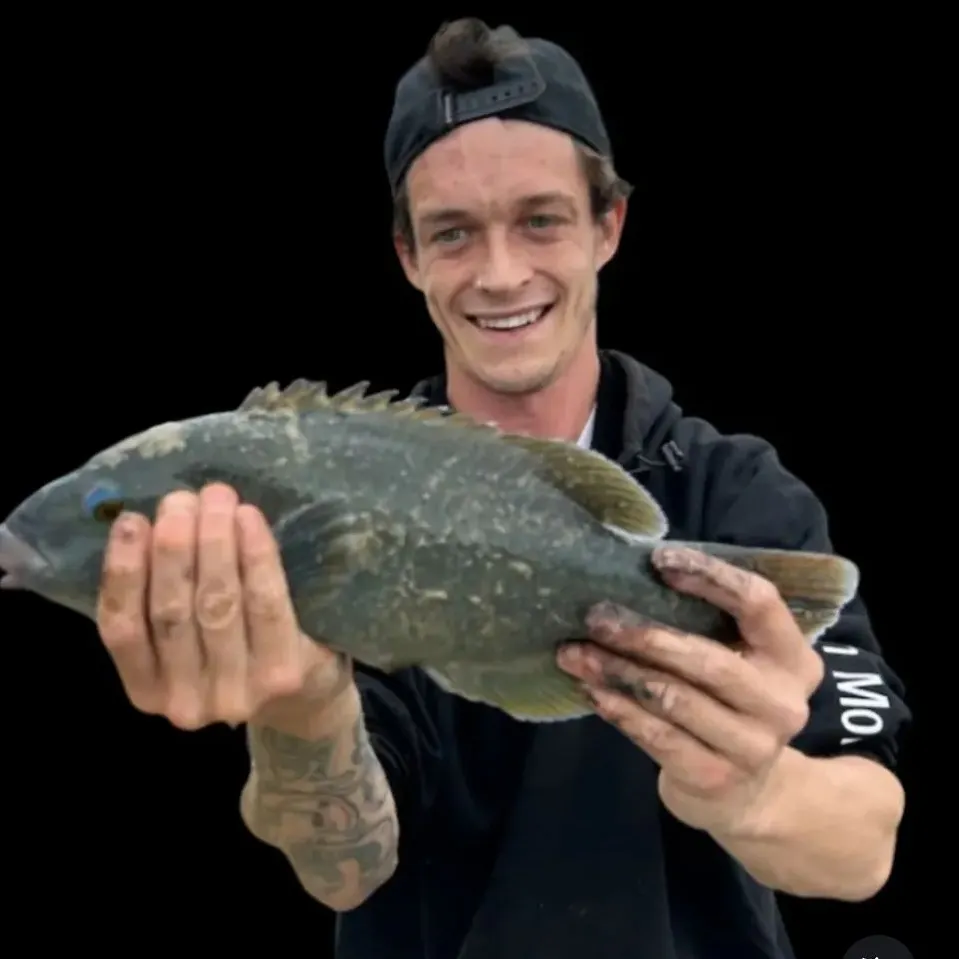 The most recent Eastern blue groper catches on Fishbrain