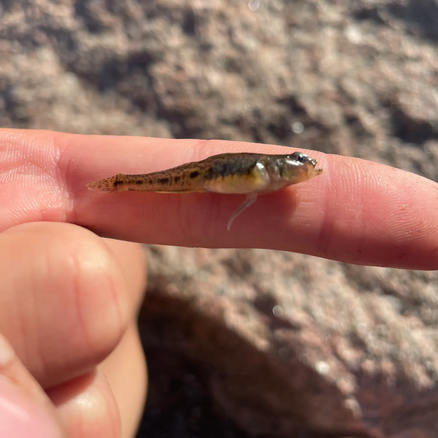 Common goby caught on Fishbrain