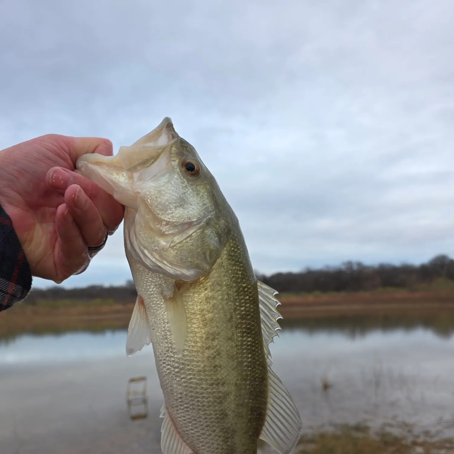 The most recent Largemouth bass catches on Fishbrain