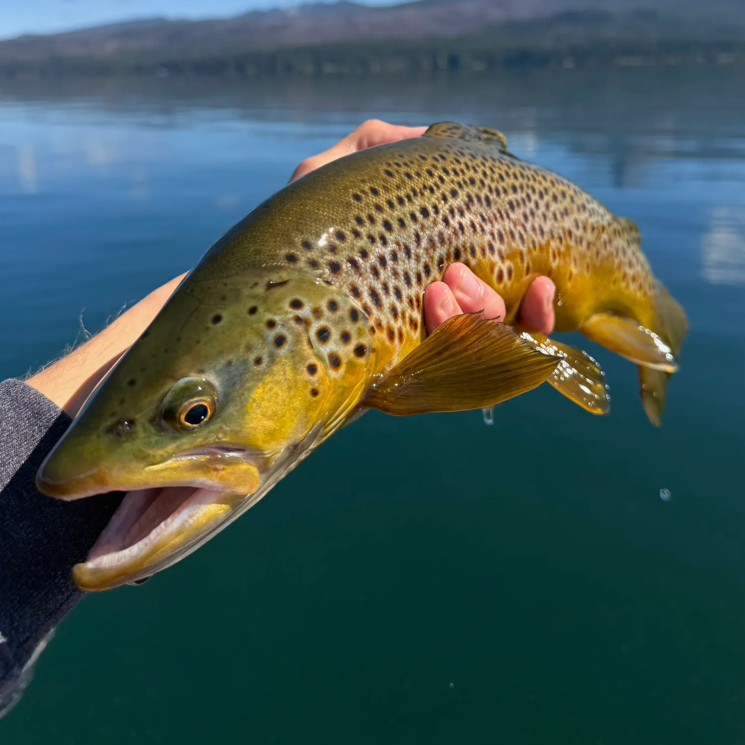 Brown trout caught on Fishbrain