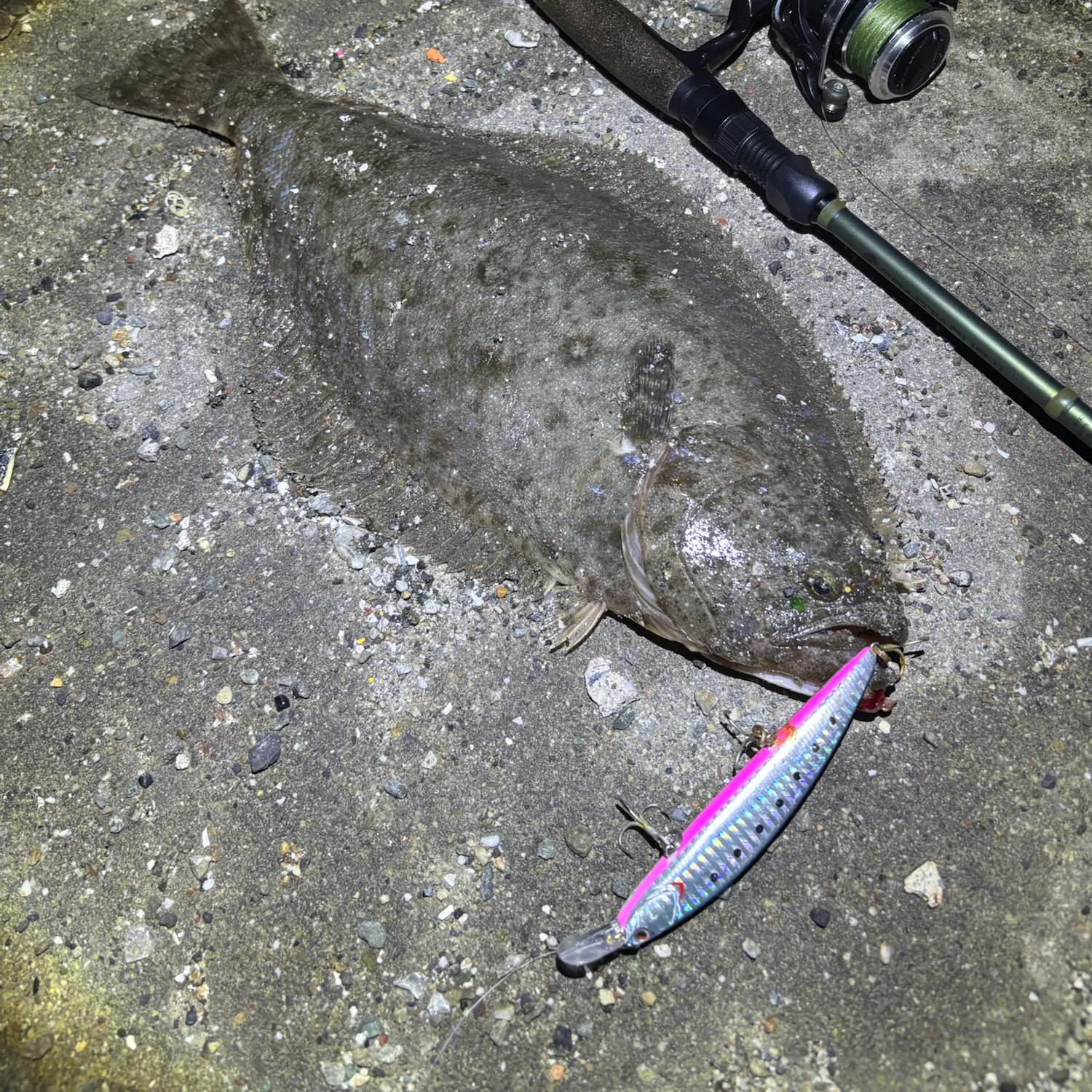 California halibut caught on Fishbrain