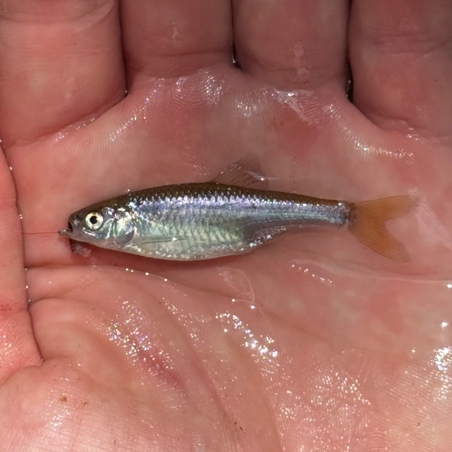The most recent Red shiner catches on Fishbrain