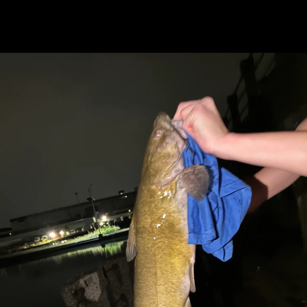 Channel catfish caught on Fishbrain