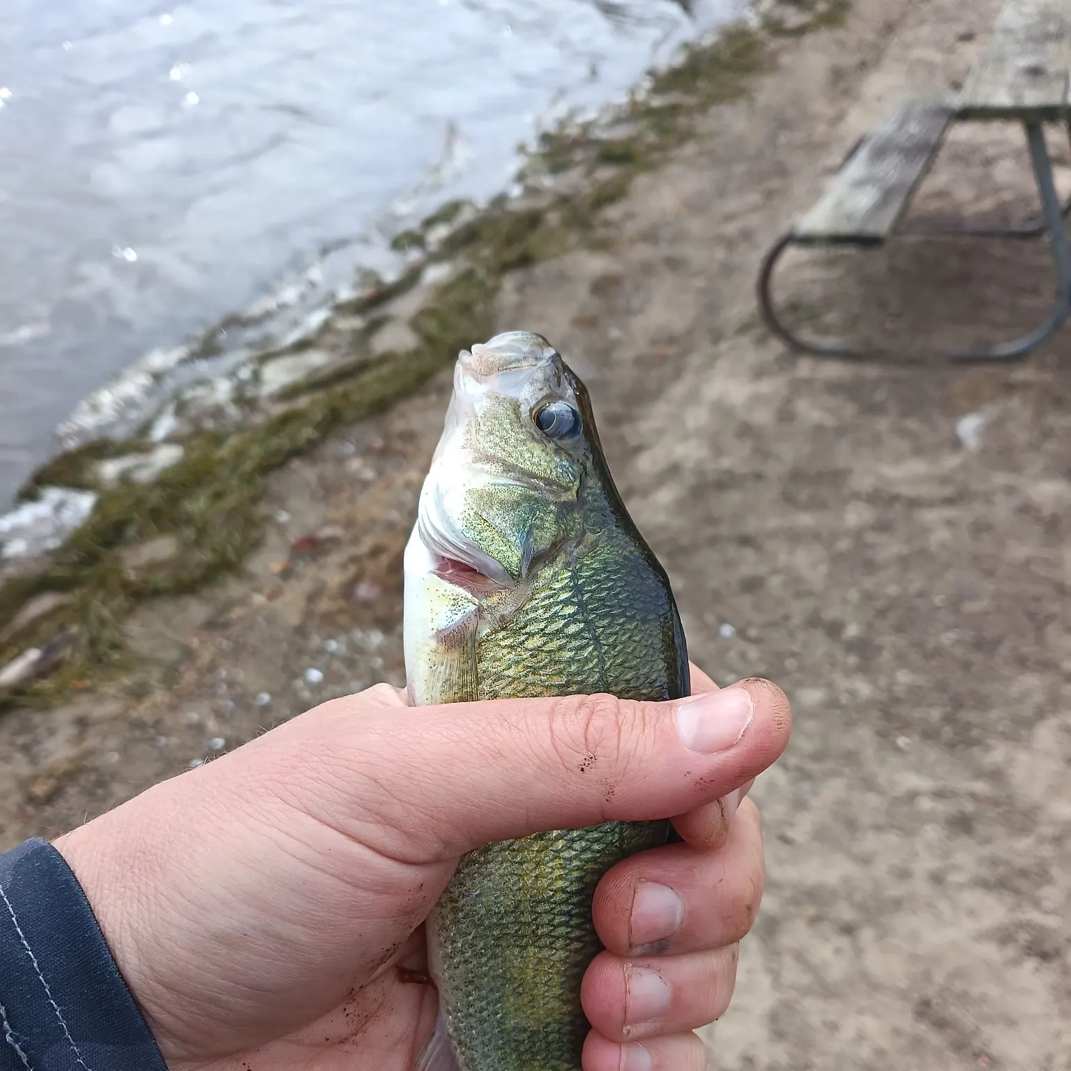 Yellow perch caught on Fishbrain