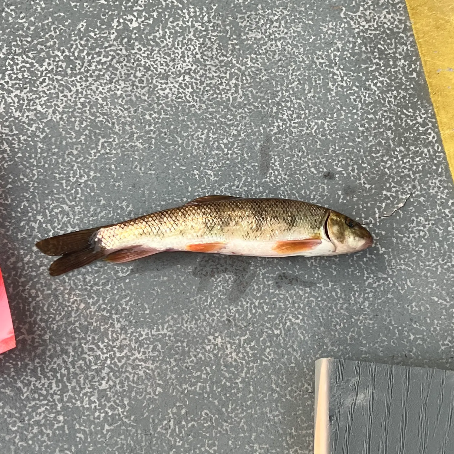 White sucker caught on Fishbrain