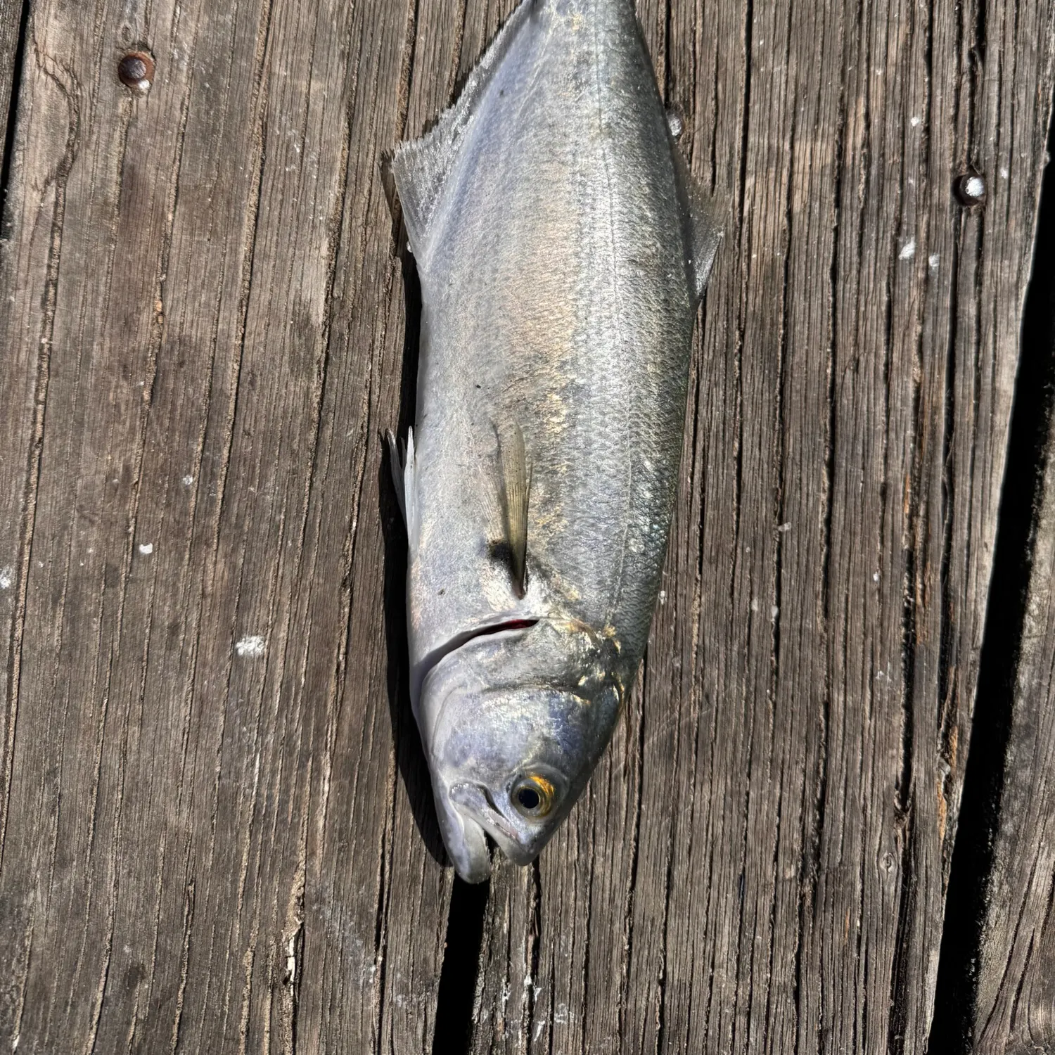 The most recent Bluefish catches on Fishbrain