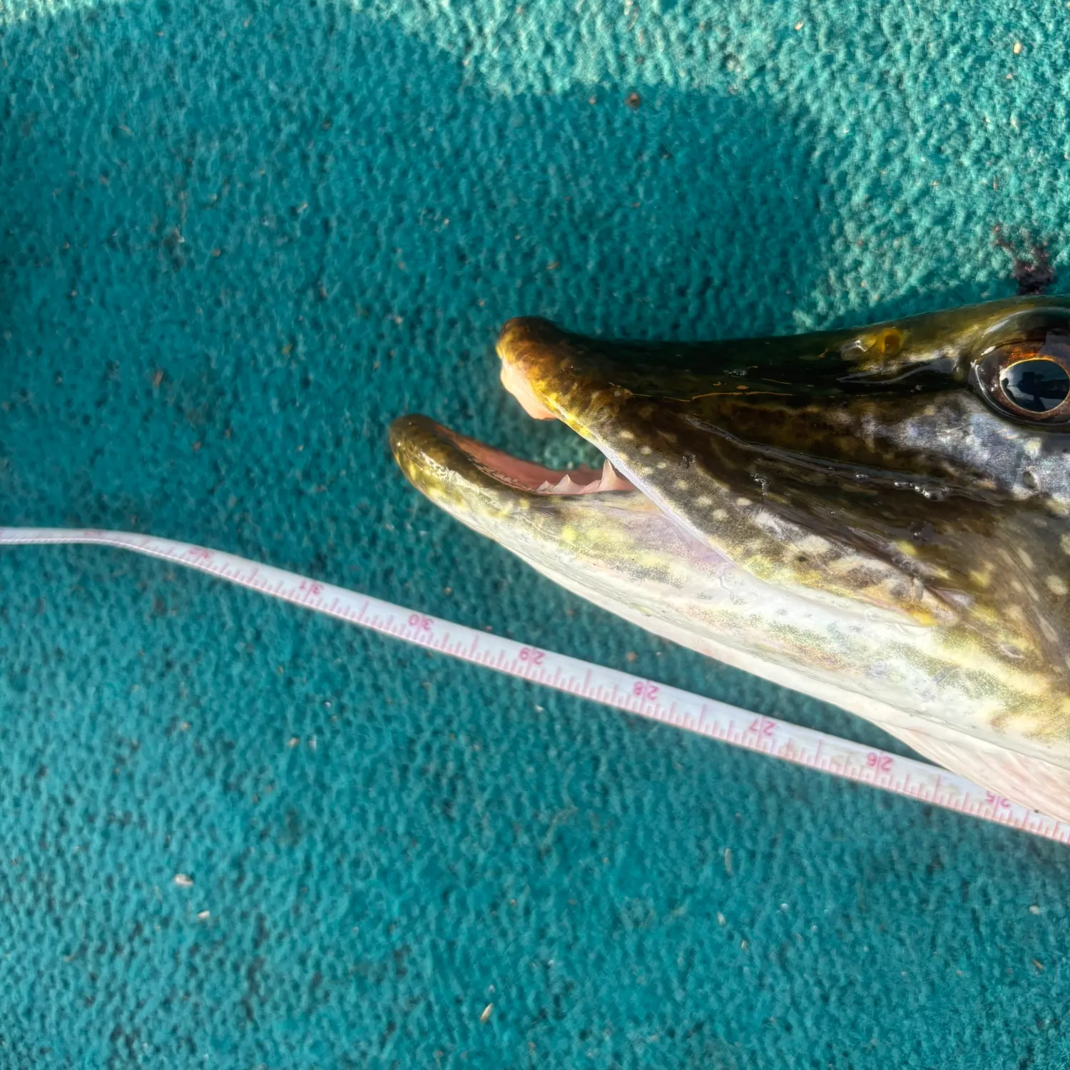 Northern pike caught on Fishbrain