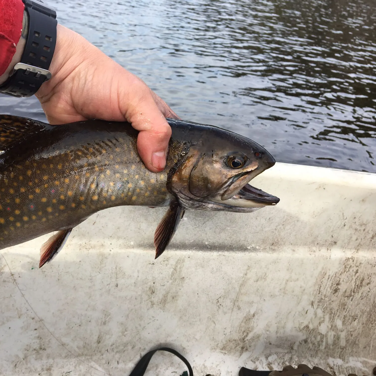 Brook trout caught on Fishbrain