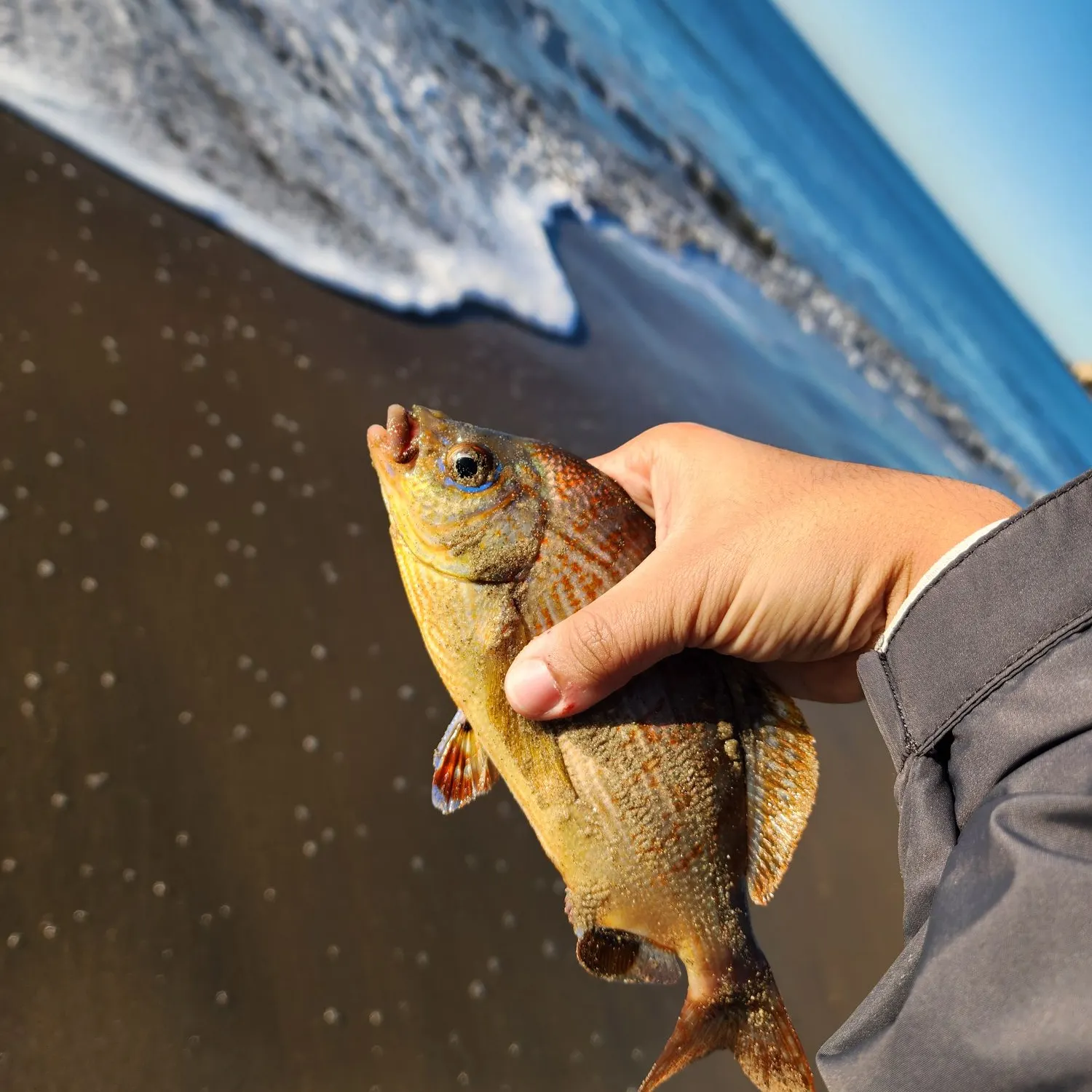 The most recent Rainbow surfperch catches on Fishbrain