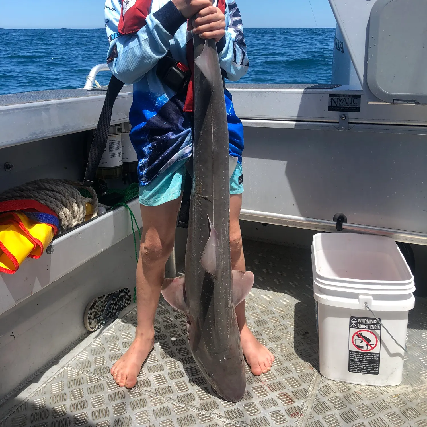 The most recent Gummy shark catches on Fishbrain