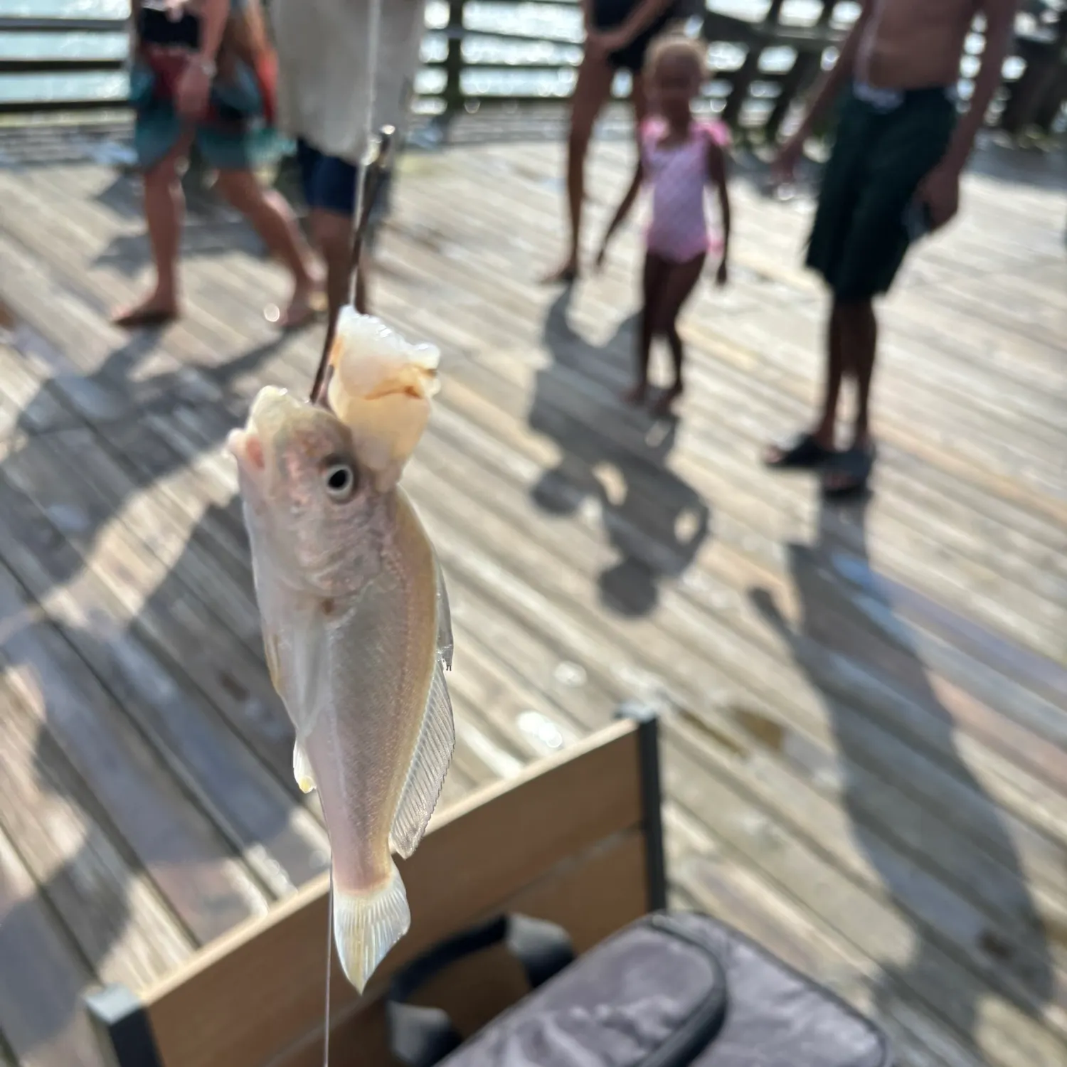 Southern kingcroaker caught on Fishbrain