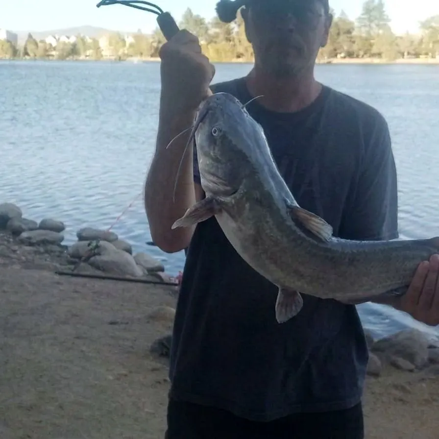 Channel catfish caught on Fishbrain