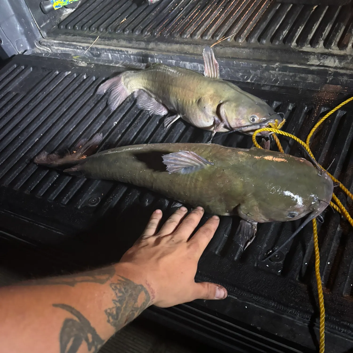 recently logged catches