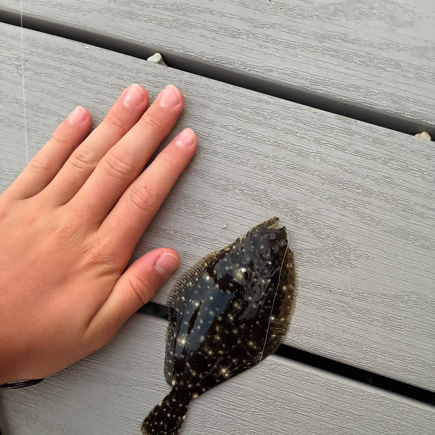 Summer flounder caught on Fishbrain