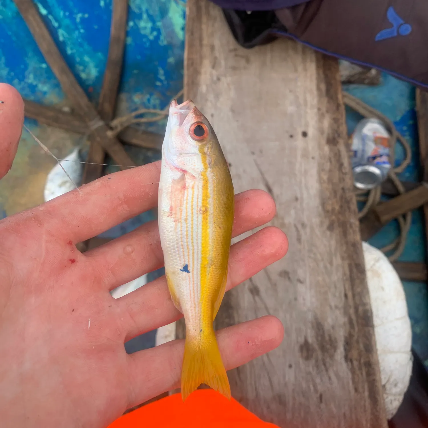 The most recent Bigeye snapper catches on Fishbrain