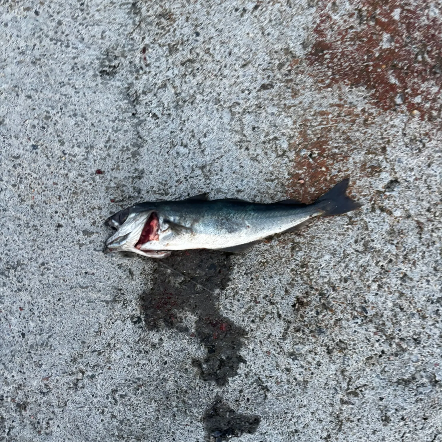 Atlantic pollock caught on Fishbrain