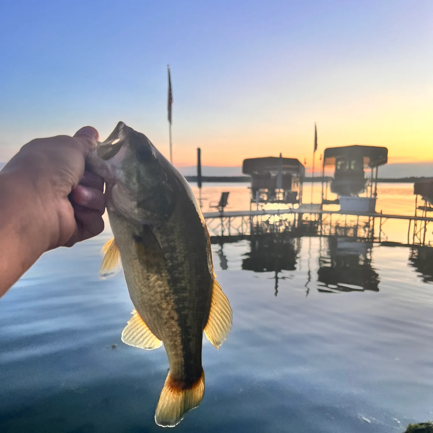 Largemouth bass caught on Fishbrain