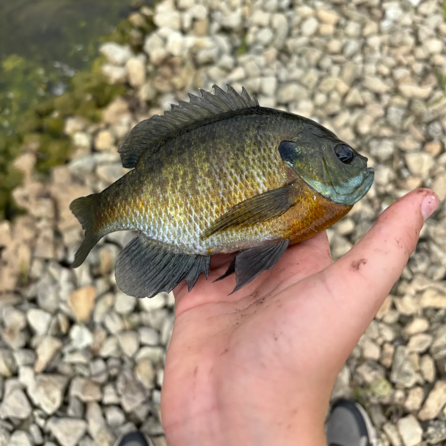 Bluegill caught on Fishbrain