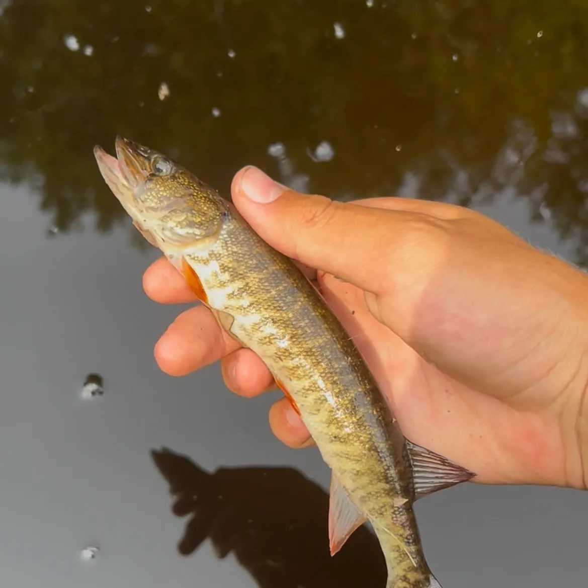 The most recent Redfin pickerel catches on Fishbrain