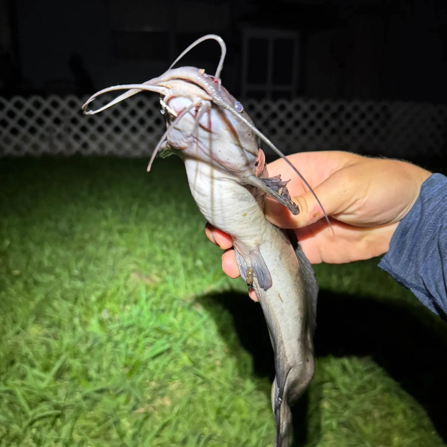 The most recent Walking catfish catches on Fishbrain