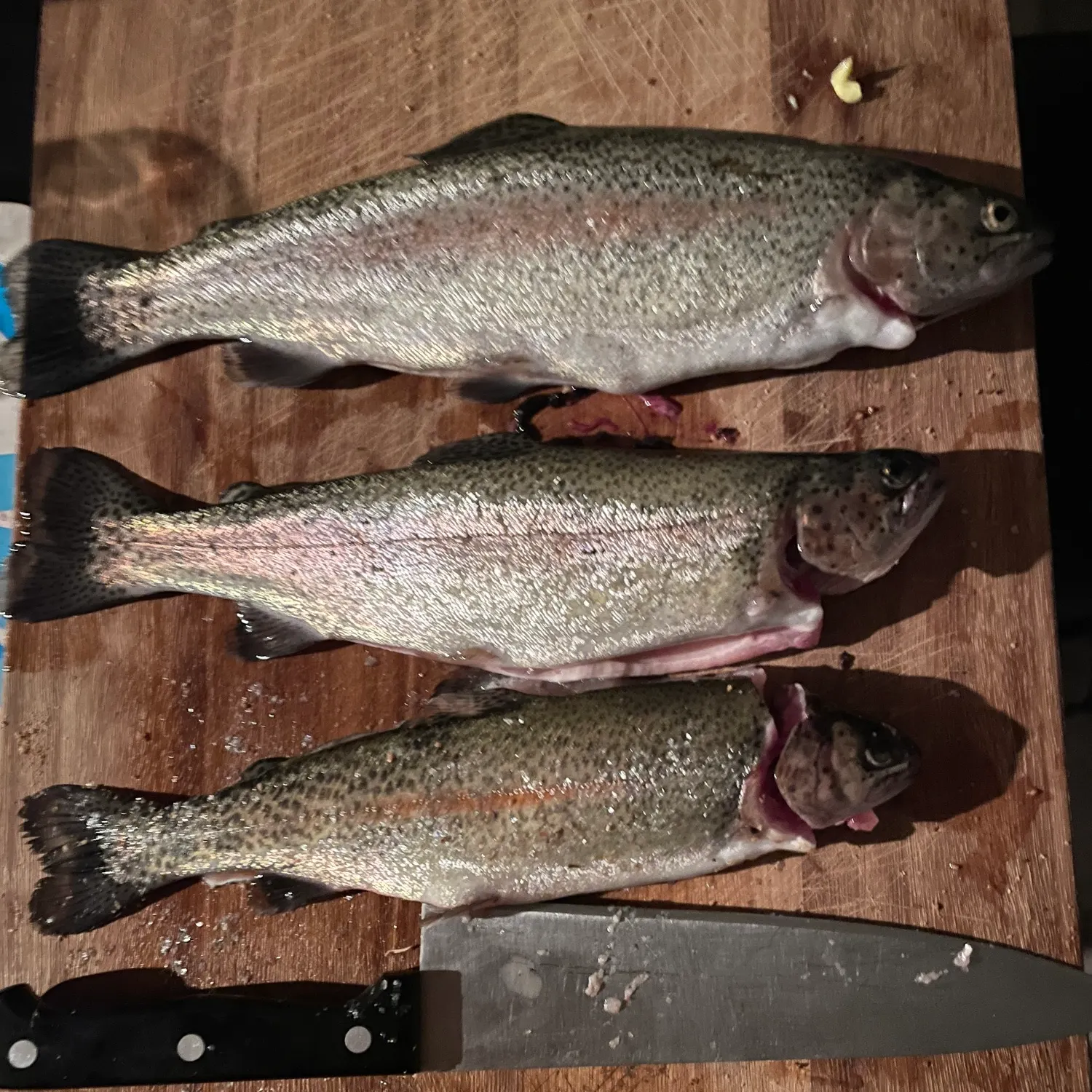 Rainbow trout caught on Fishbrain