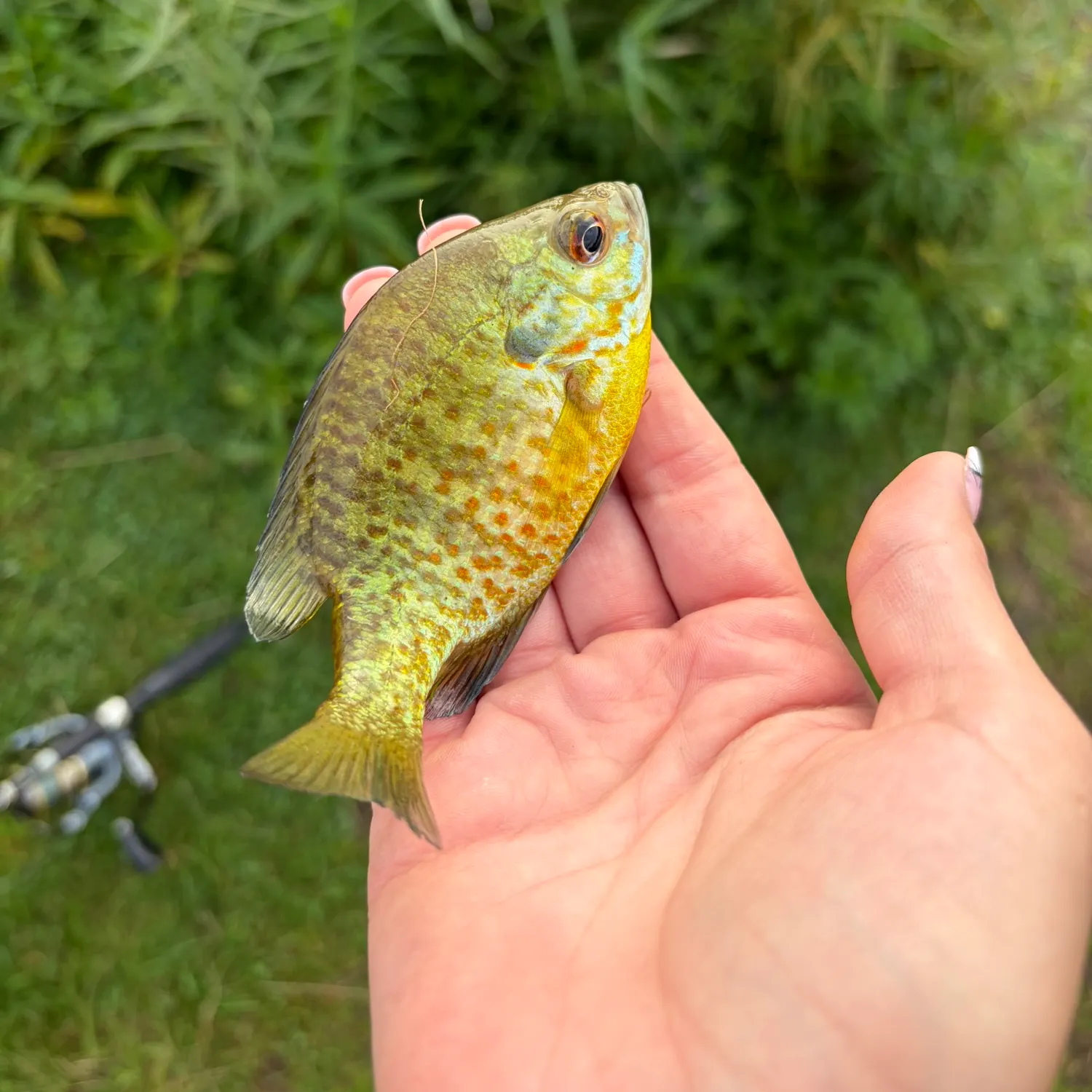 Orangespotted sunfish caught on Fishbrain