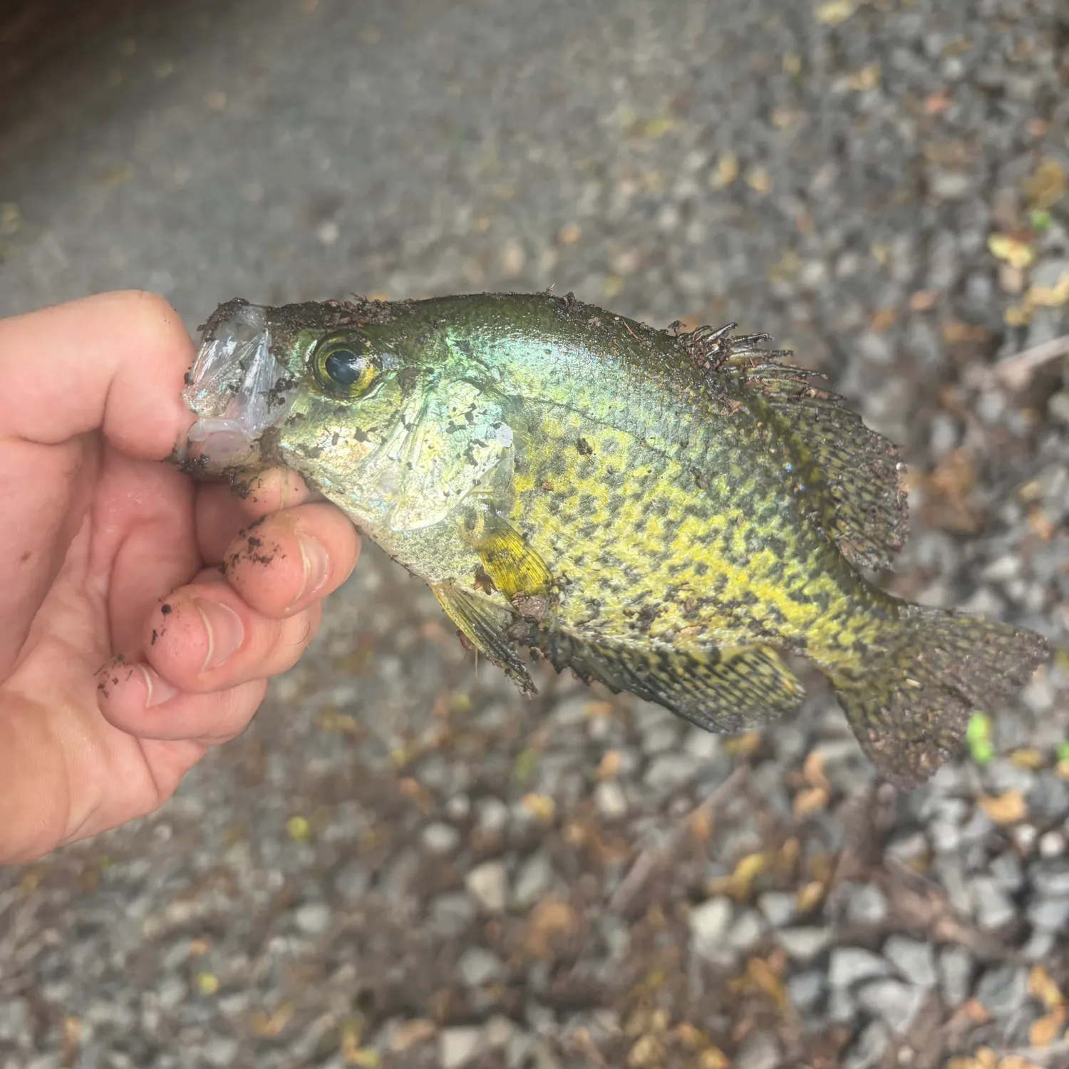 Black crappie caught on Fishbrain