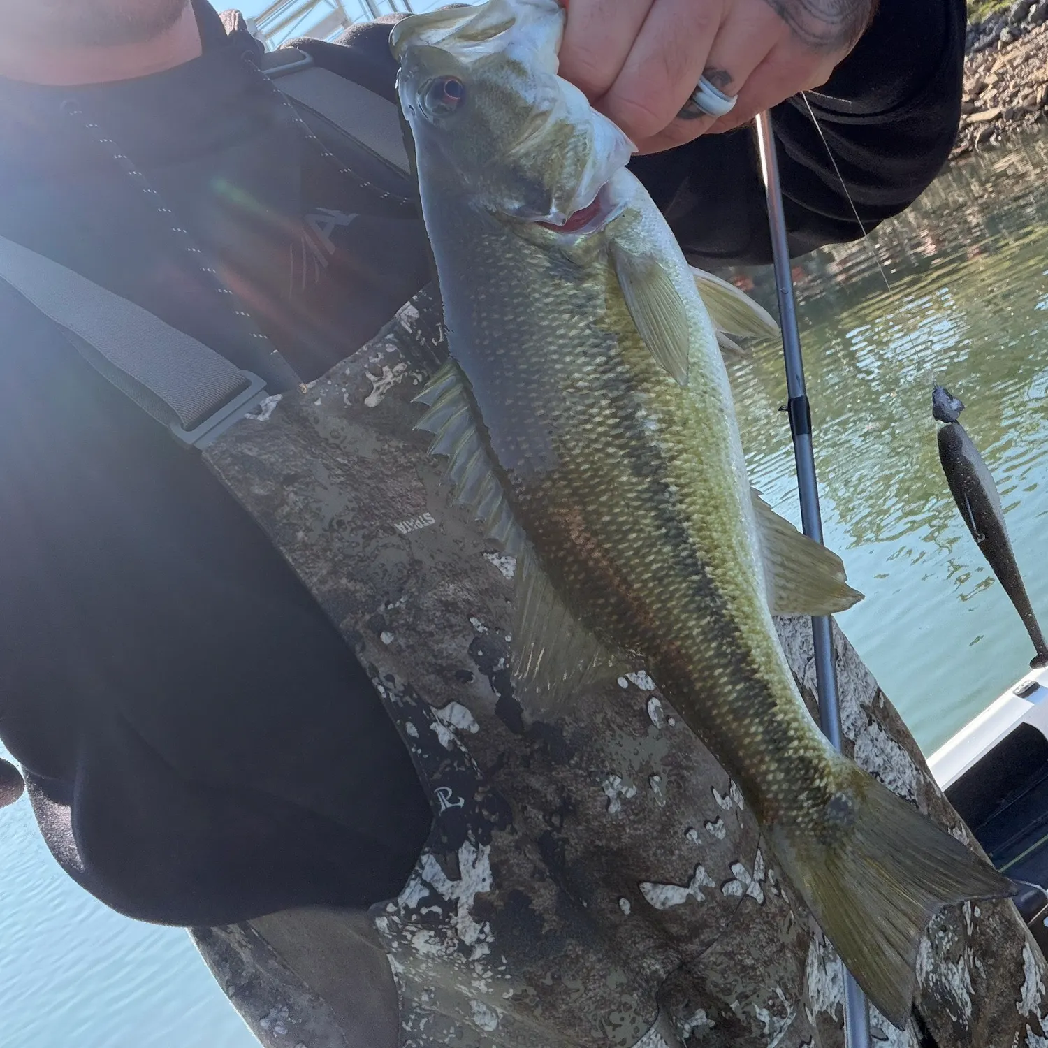The most recent Largemouth bass catches on Fishbrain