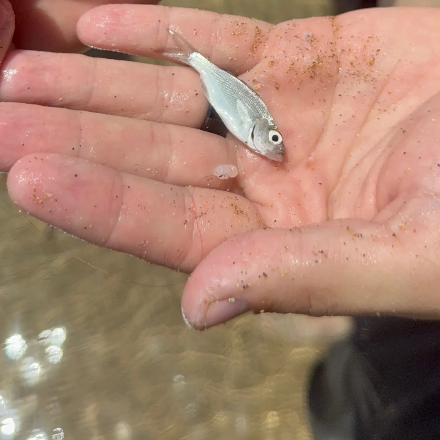 The most recent Hawaiian flagtail catches on Fishbrain