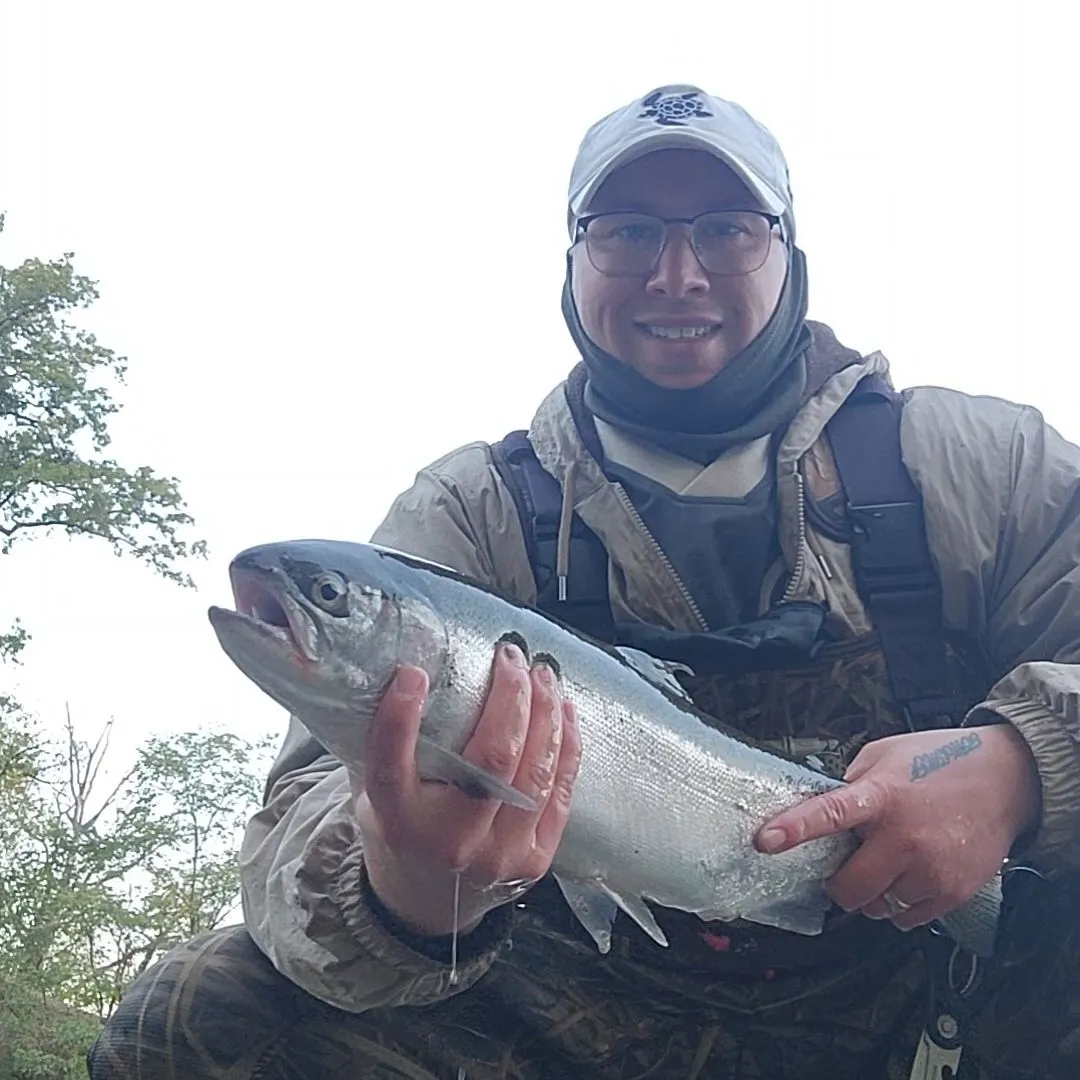 Steelhead caught on Fishbrain
