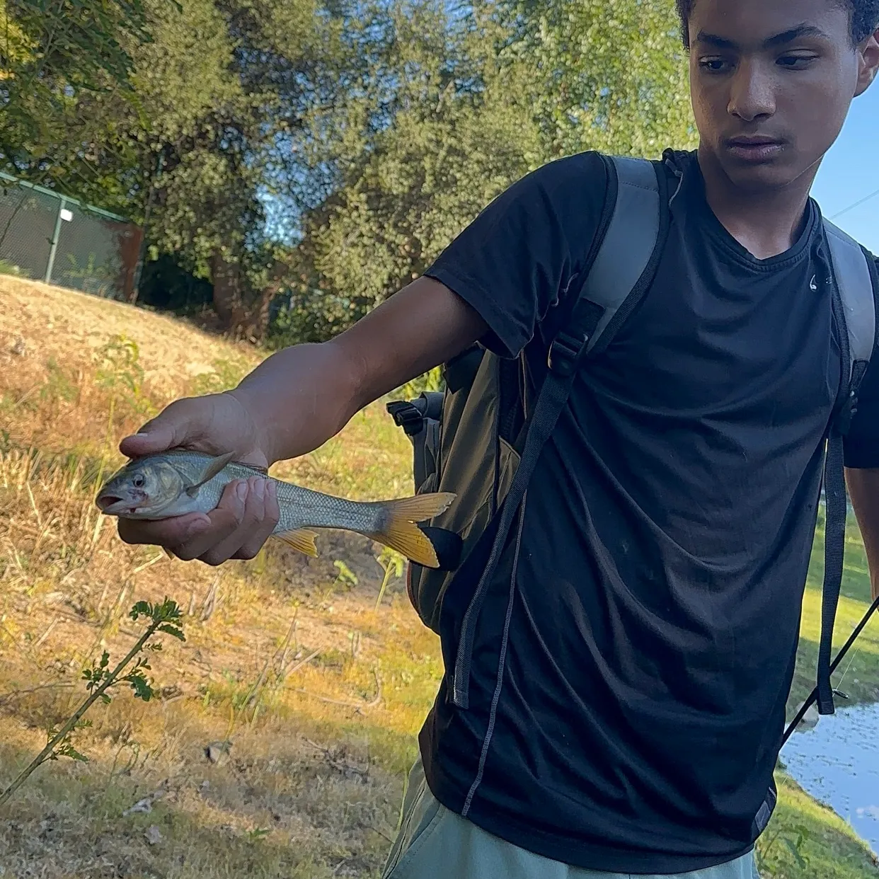 Sacramento pikeminnow caught on Fishbrain