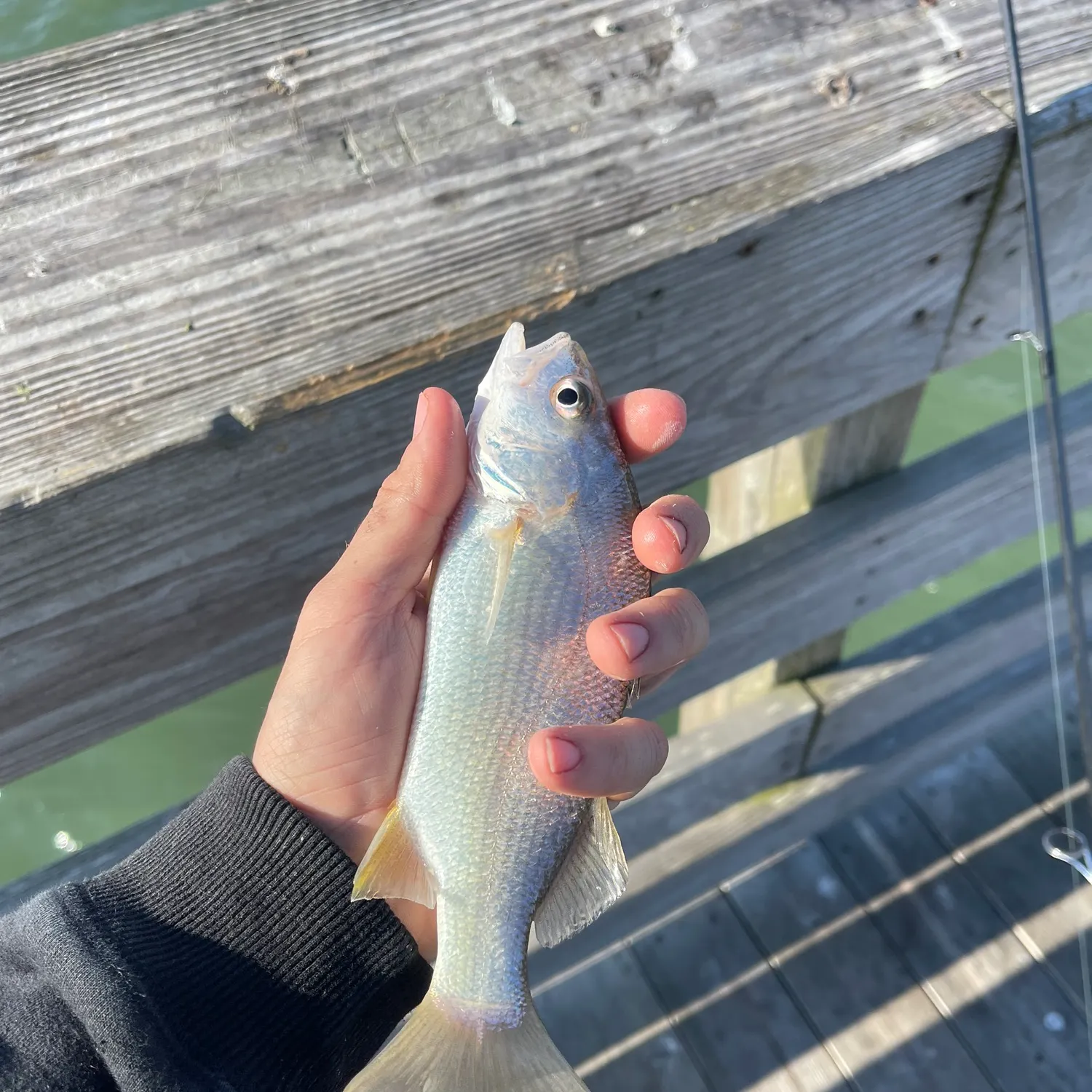 The most recent Silver perch catches on Fishbrain