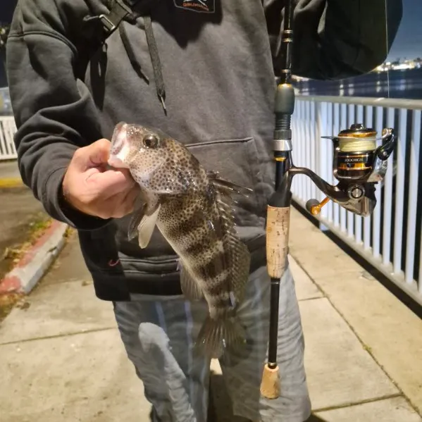 The most recent Spotted sand bass catches on Fishbrain