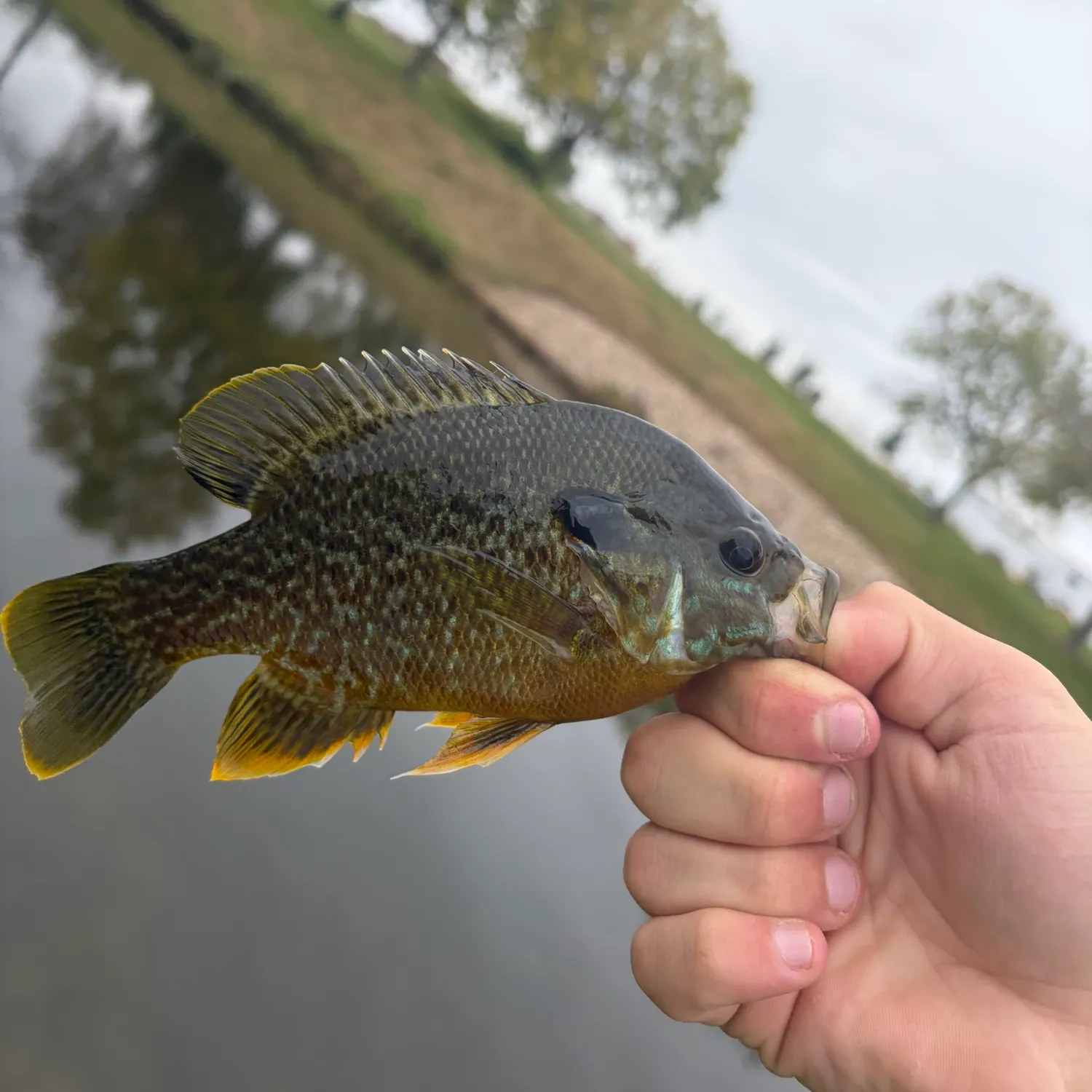 Greengill hybrid caught on Fishbrain