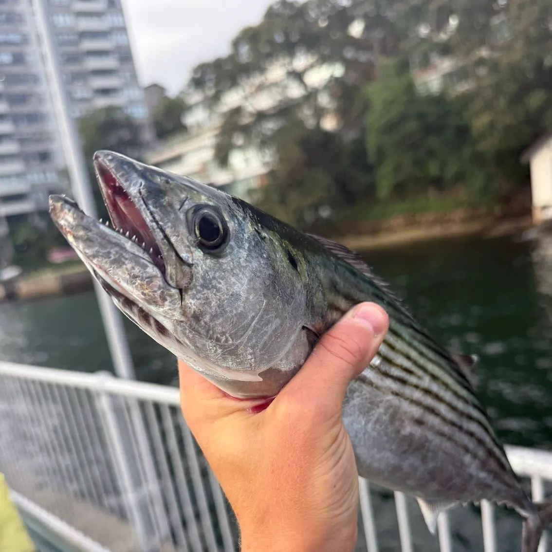 The most recent Australian bonito catches on Fishbrain
