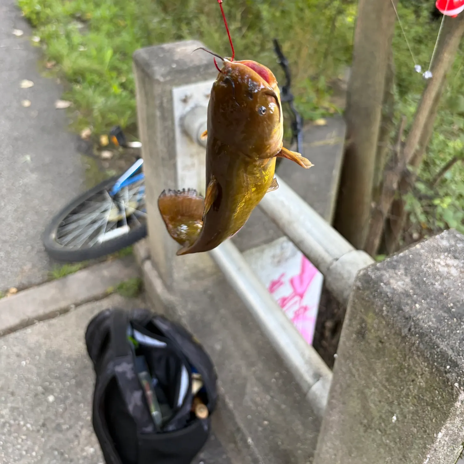 catch