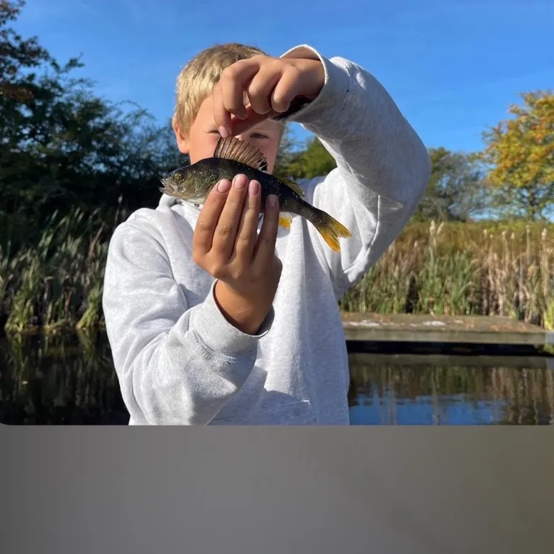 European perch caught on Fishbrain