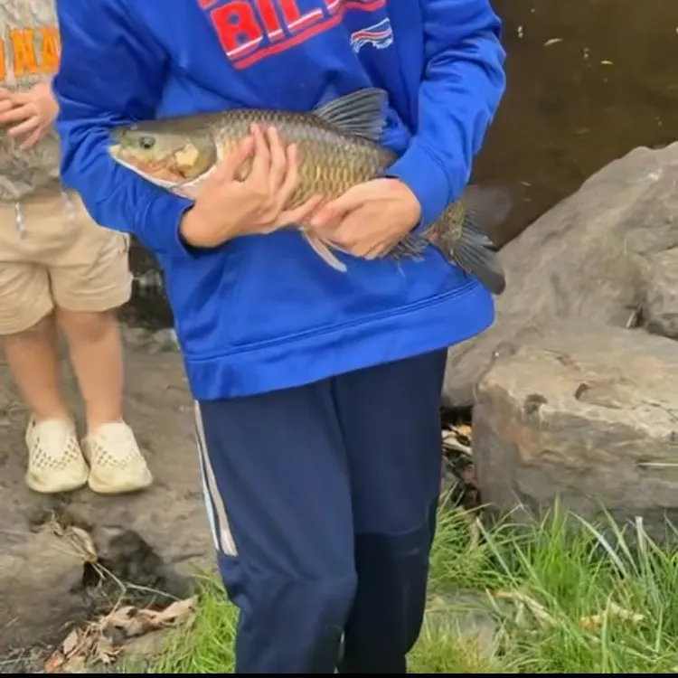 Grass carp caught on Fishbrain